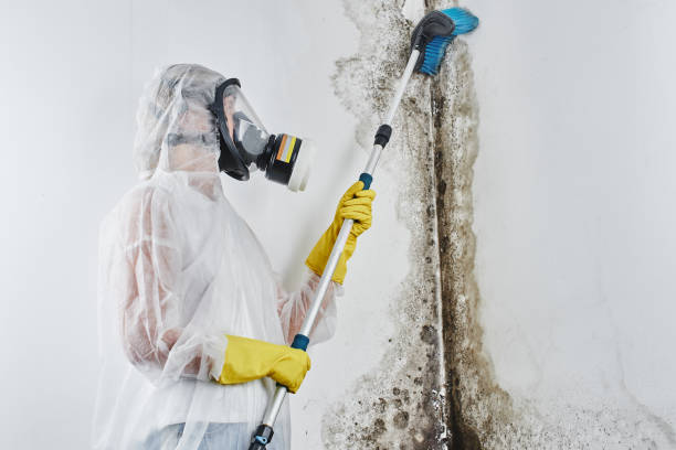 Best Residential Mold Inspection & Testing  in Ladera, CA