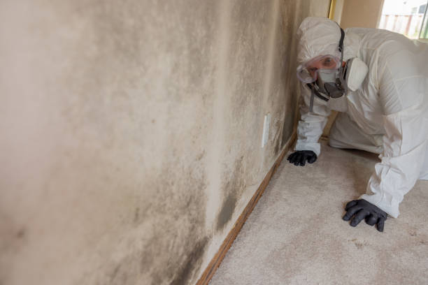 Best Industrial Mold Remediation  in Ladera, CA